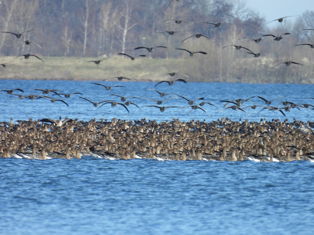 Tundra Bean-Goose - ML615506144