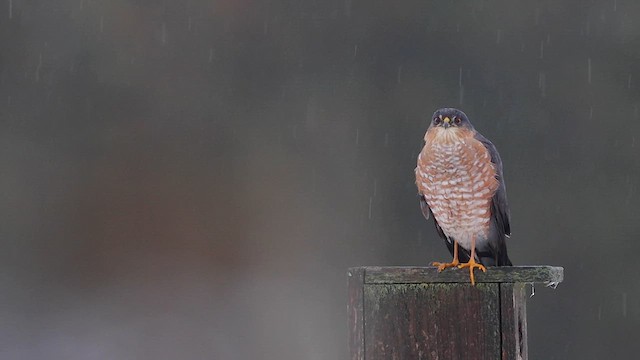 Sharp-shinned Hawk (Northern) - ML615506148