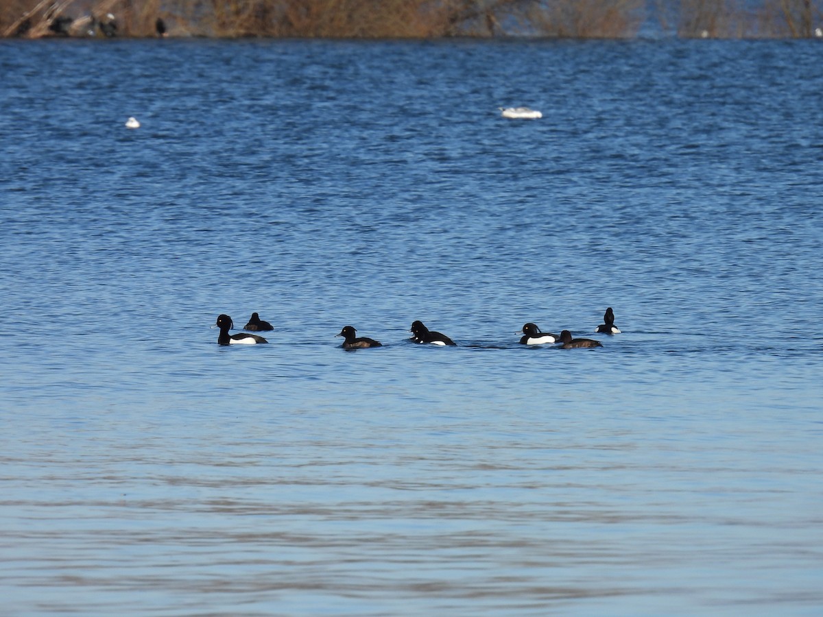 Tufted Duck - ML615506156