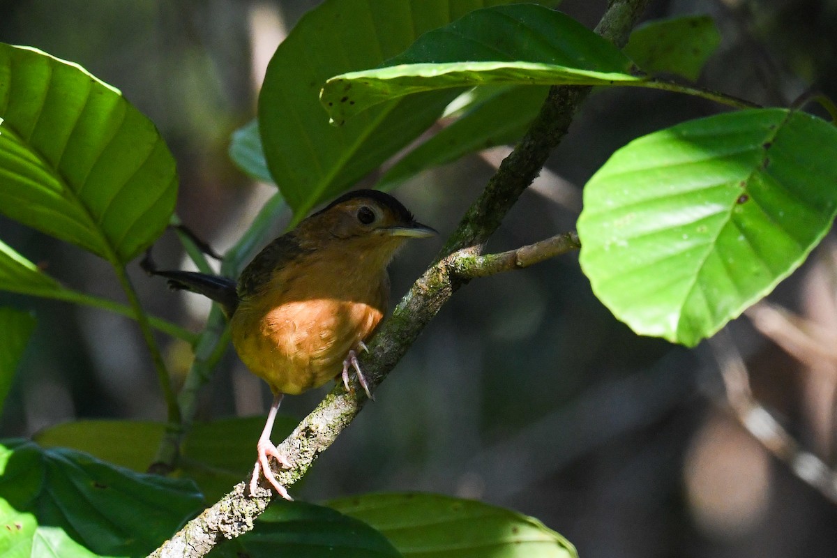 Brown-capped Babbler - ML615506199