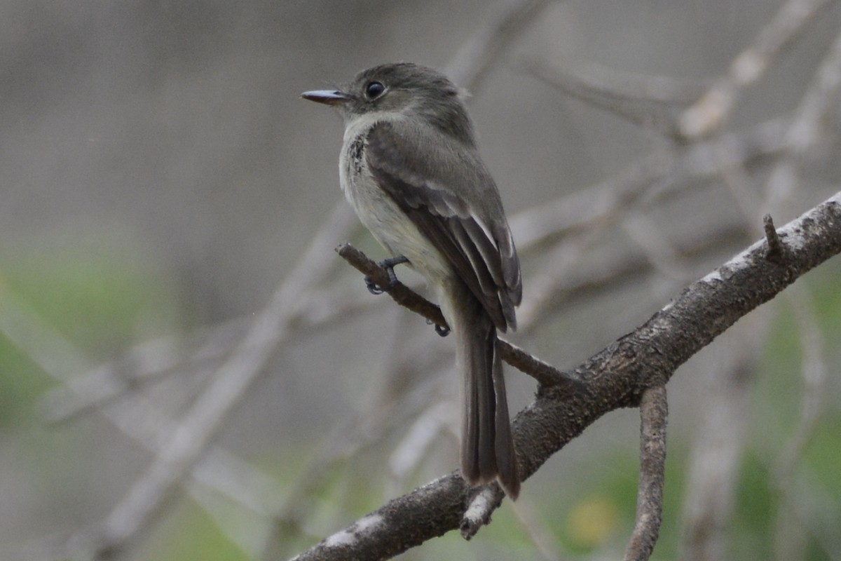 Hispaniolan Pewee - ML615506208