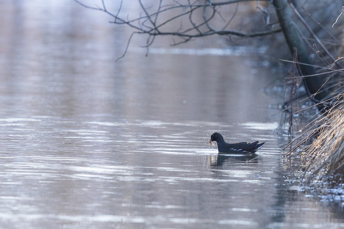 Eurasian Moorhen - ML615506209