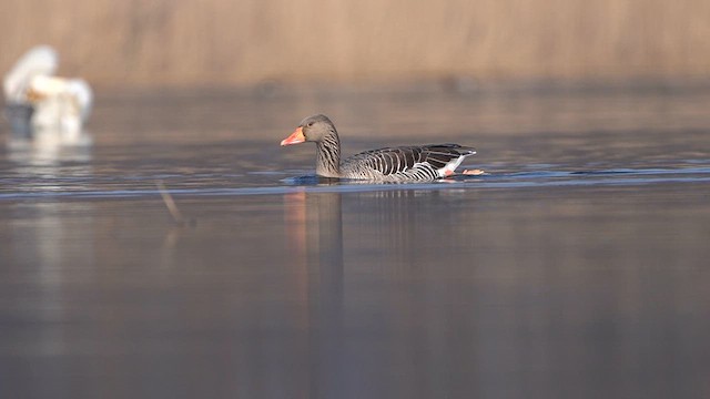 Graylag Goose - ML615506210