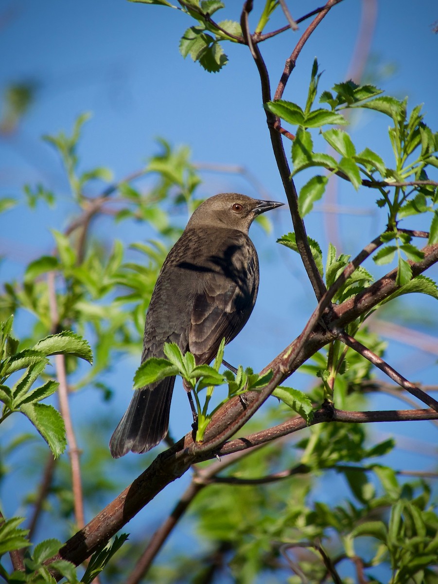 Brewer's Blackbird - Richard Bradus