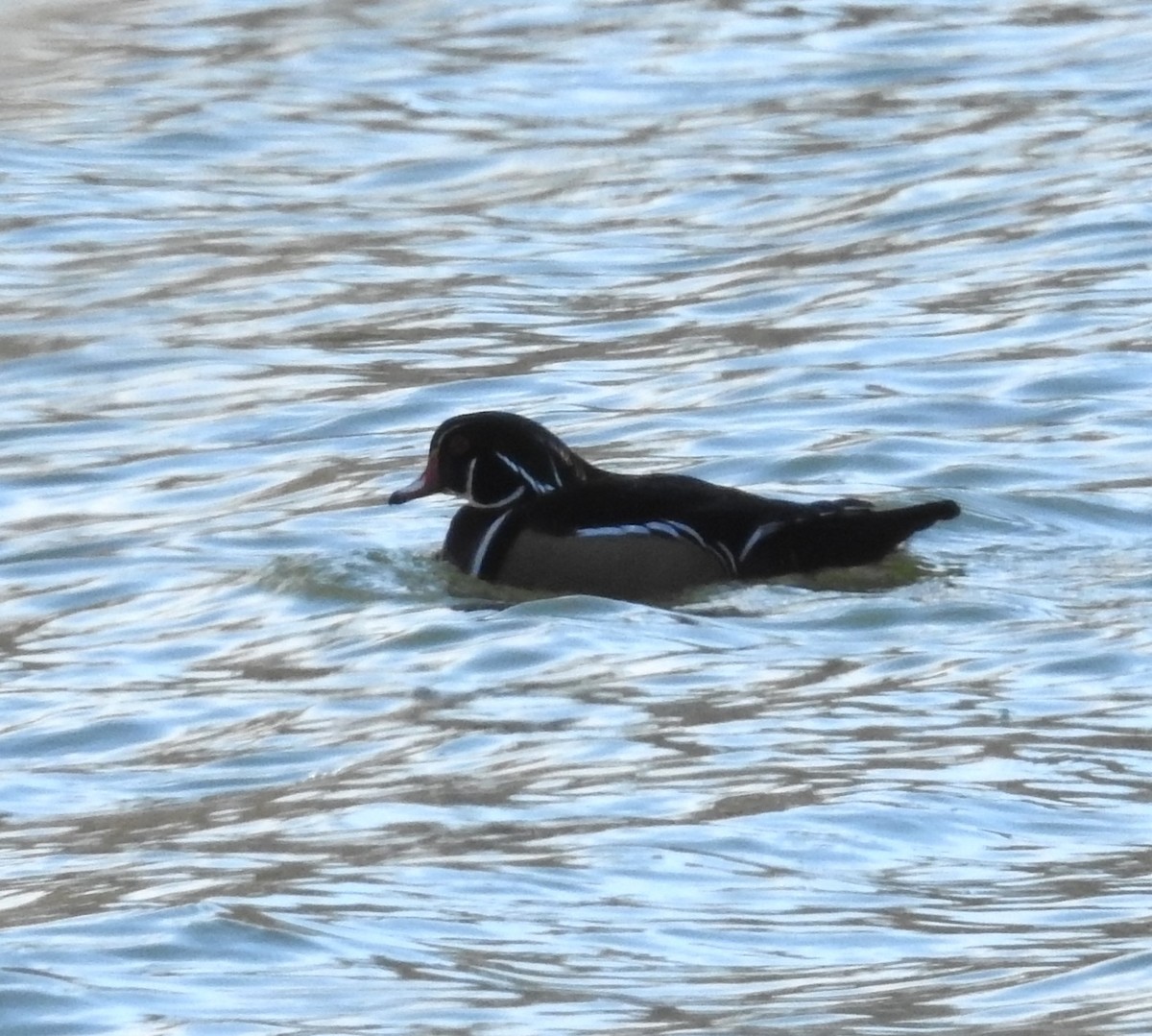 Wood Duck - ML615506311