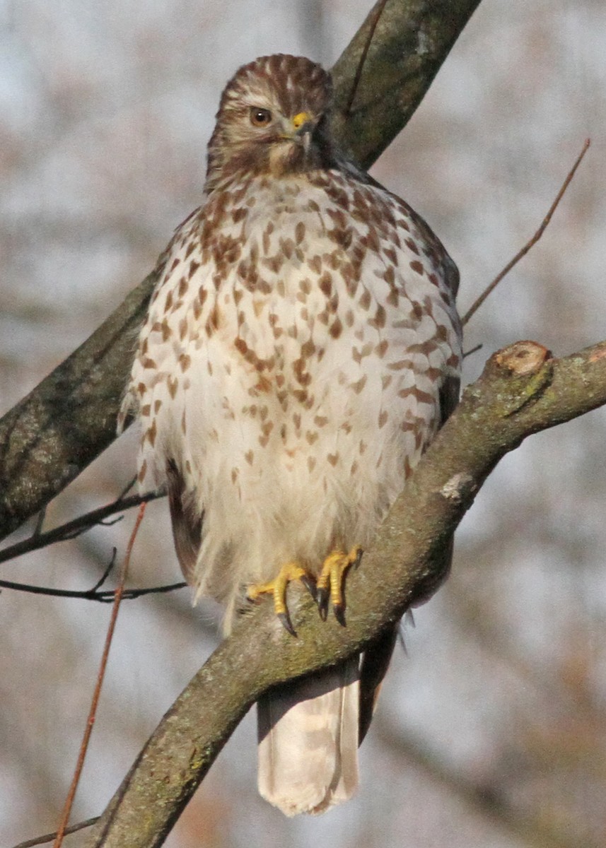 Red-shouldered Hawk - ML615506318