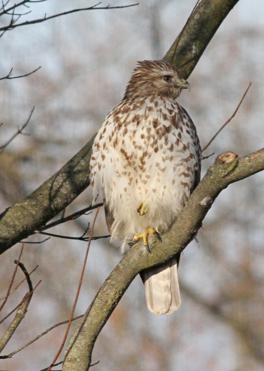 Red-shouldered Hawk - ML615506319