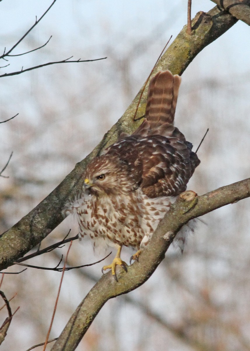 Red-shouldered Hawk - ML615506320