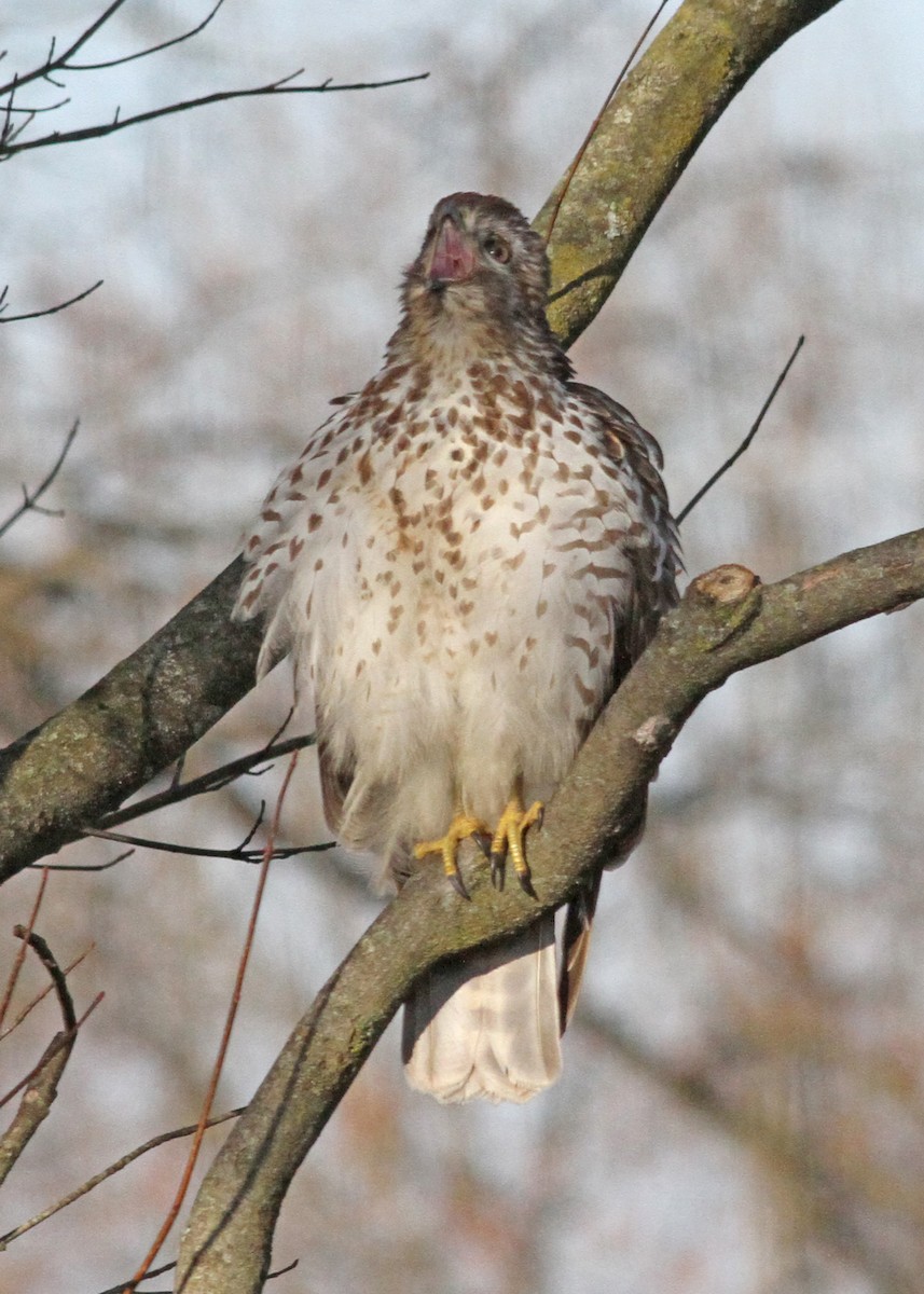 Red-shouldered Hawk - ML615506323