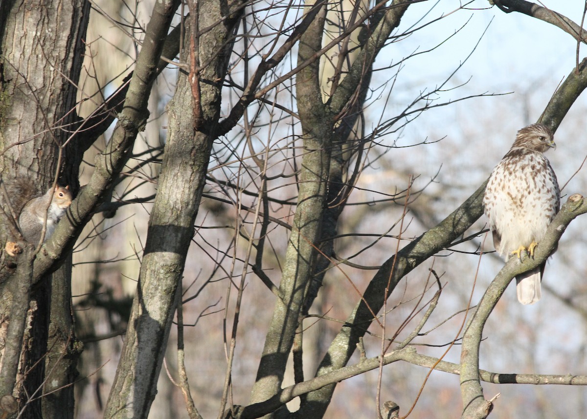 Red-shouldered Hawk - ML615506324