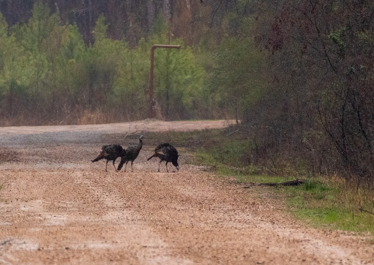 Wild Turkey - David Wetzel