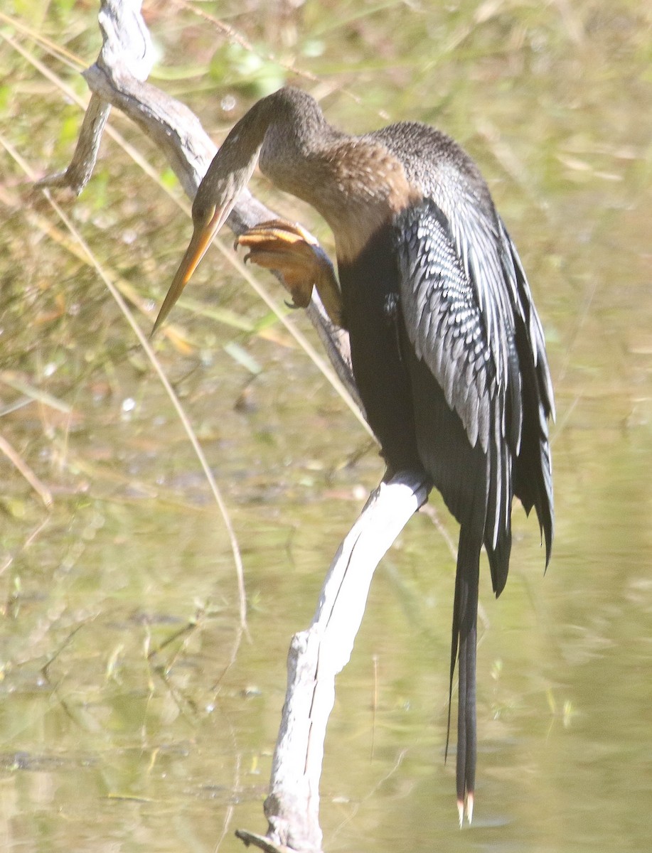 Amerika-Schlangenhalsvogel - ML615506360