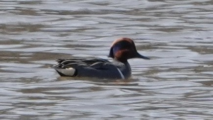 Green-winged Teal - Evan Clark