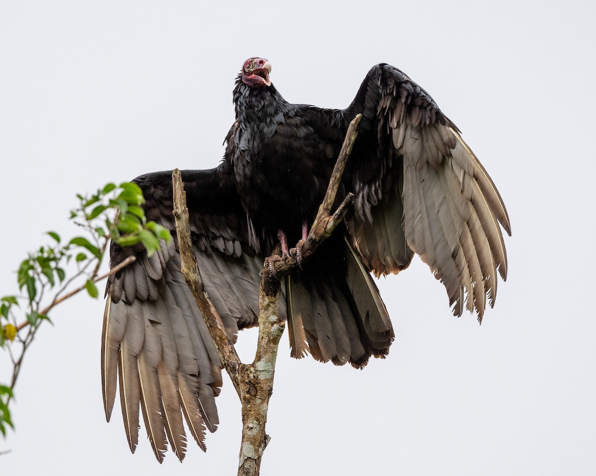 Turkey Vulture - ML615506462