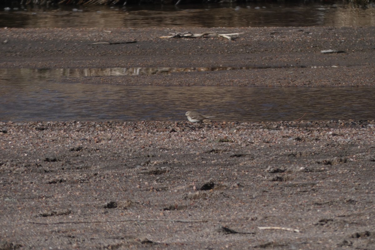 American Pipit - ML615506479