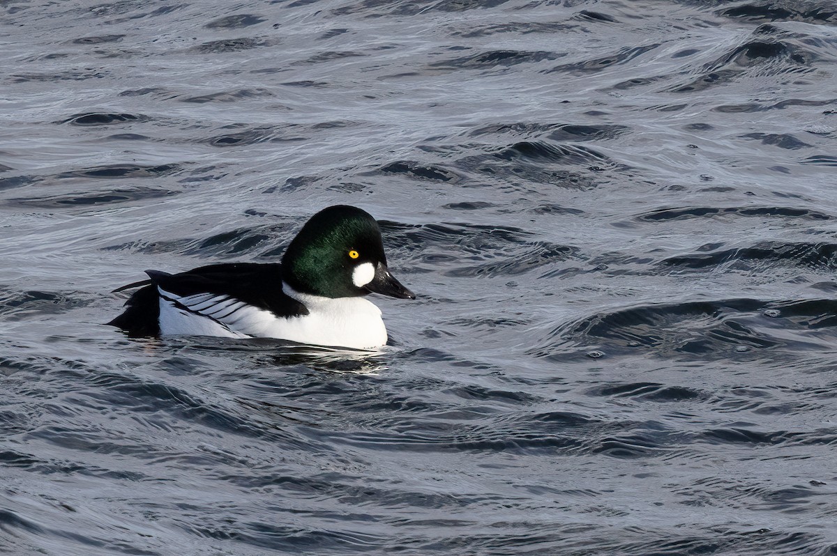 Common Goldeneye - ML615506504