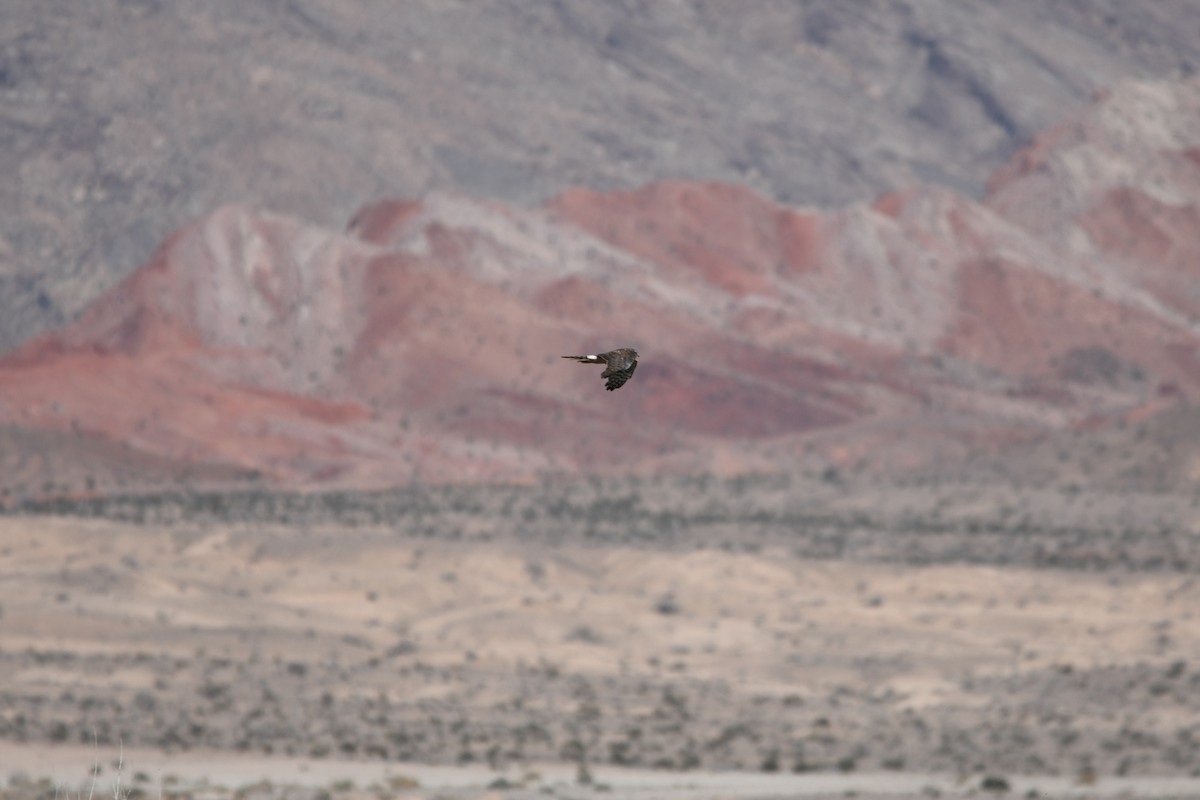 Northern Harrier - ML615506516