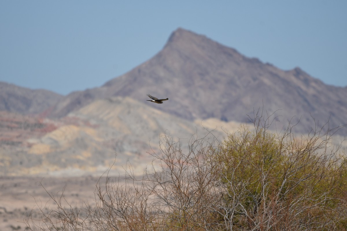 Northern Harrier - ML615506517