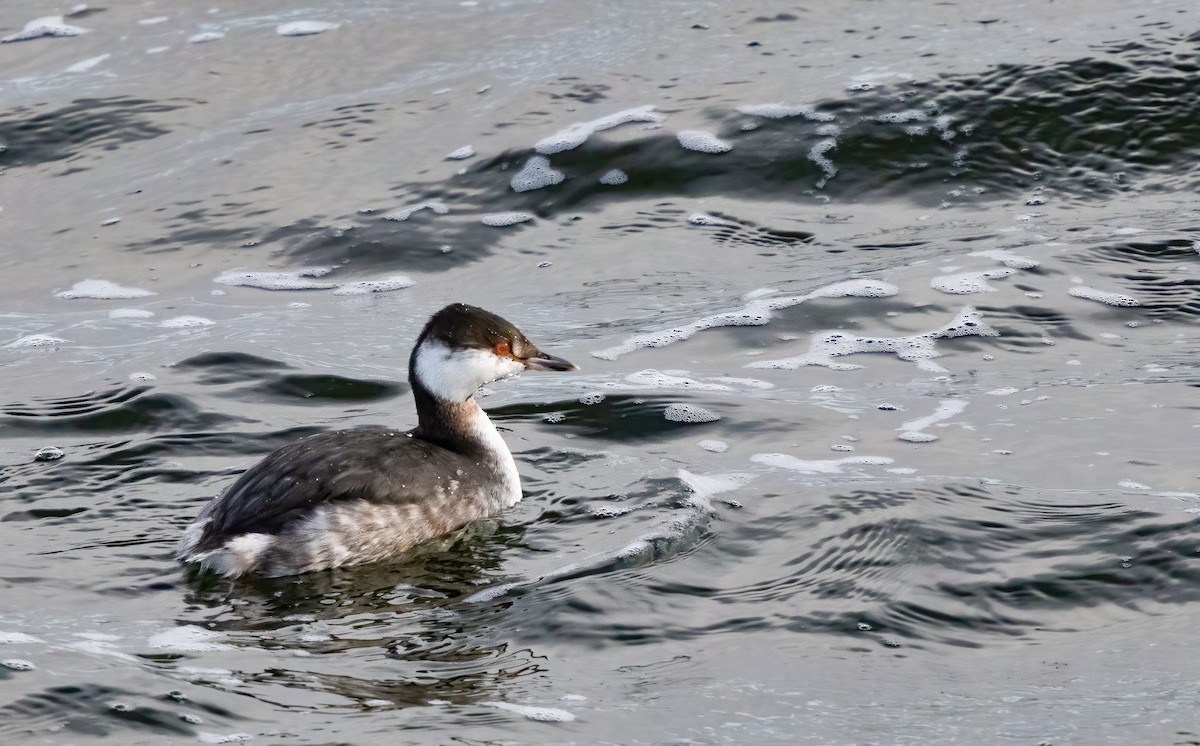 Horned Grebe - Chris Jones