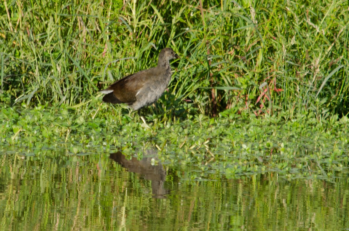 Common Gallinule - ML615506522