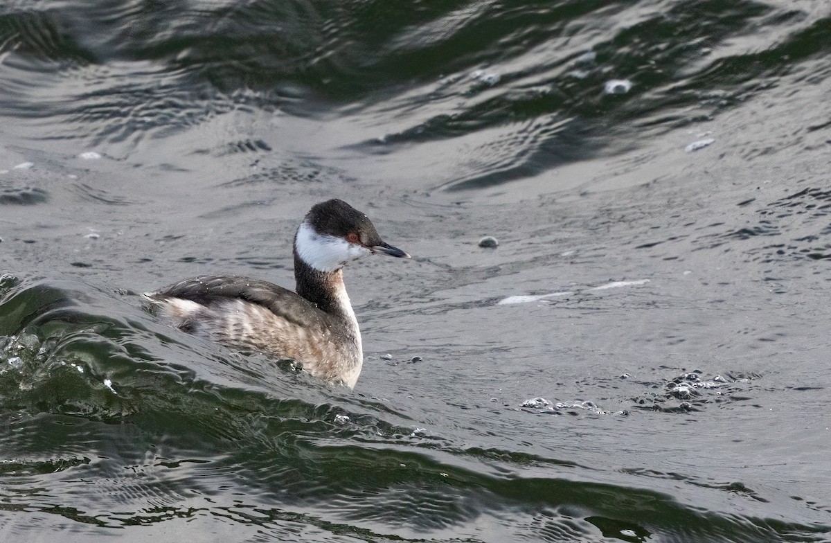 Horned Grebe - ML615506524