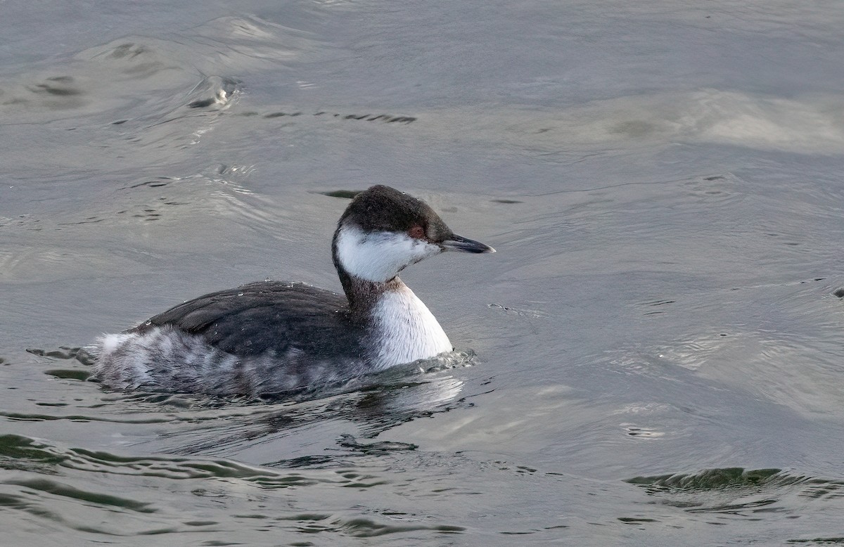 Horned Grebe - ML615506529