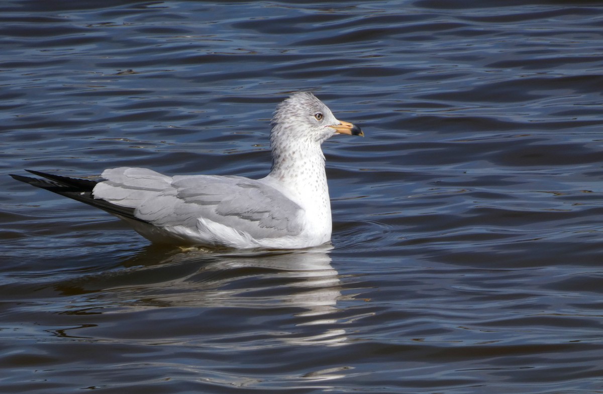 ringnebbmåke - ML615506548