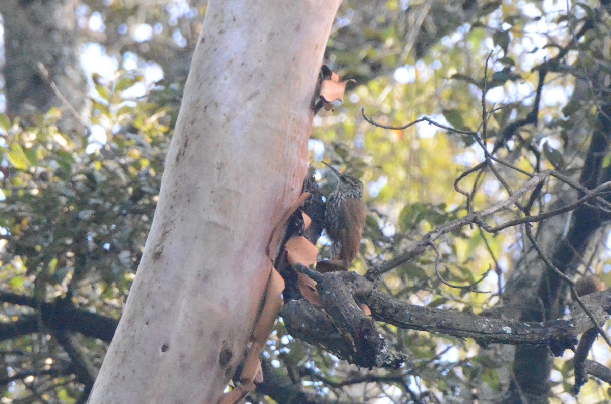 White-striped Woodcreeper - ML615506552