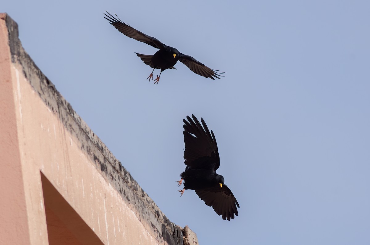 Yellow-billed Chough - ML615506603