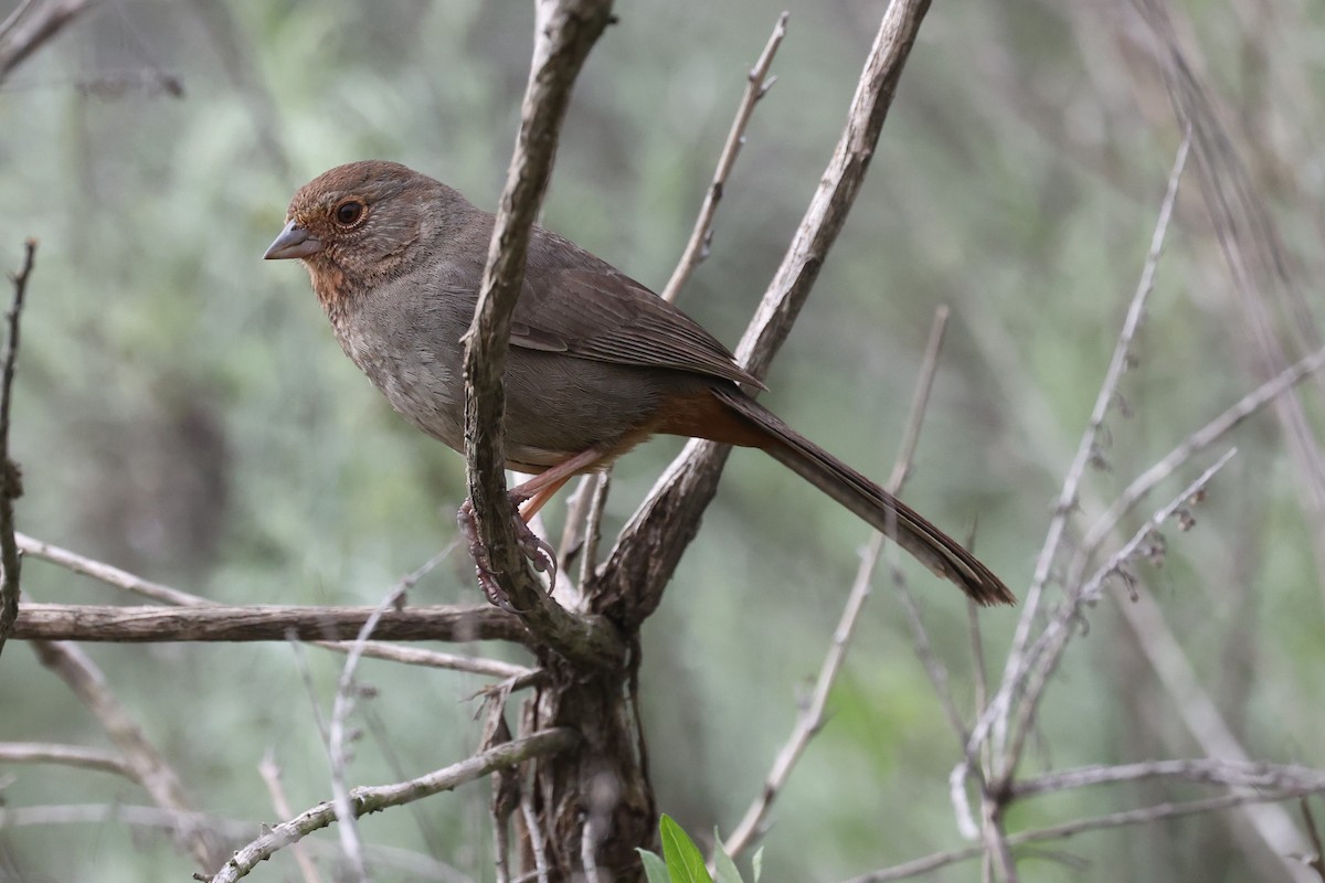 California Towhee - Adam  Johnson