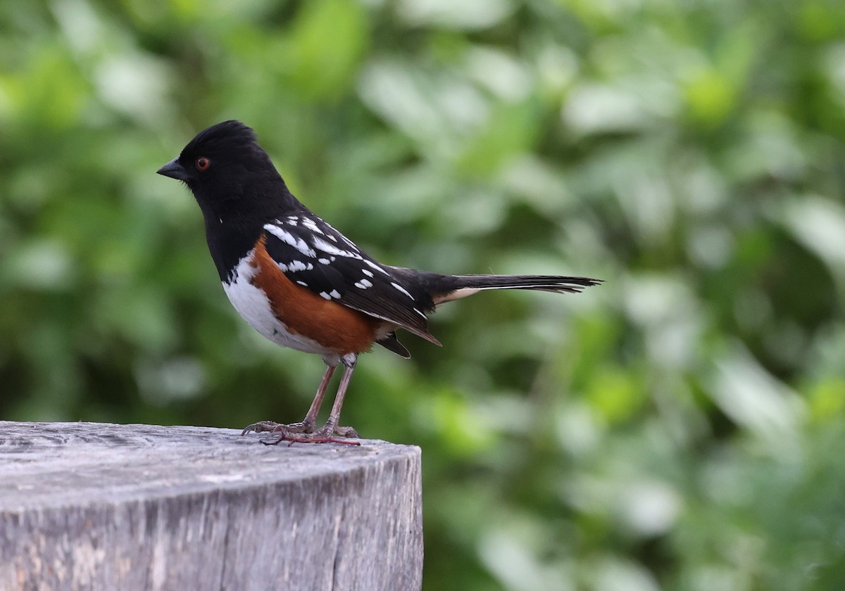 Spotted Towhee - Adam  Johnson