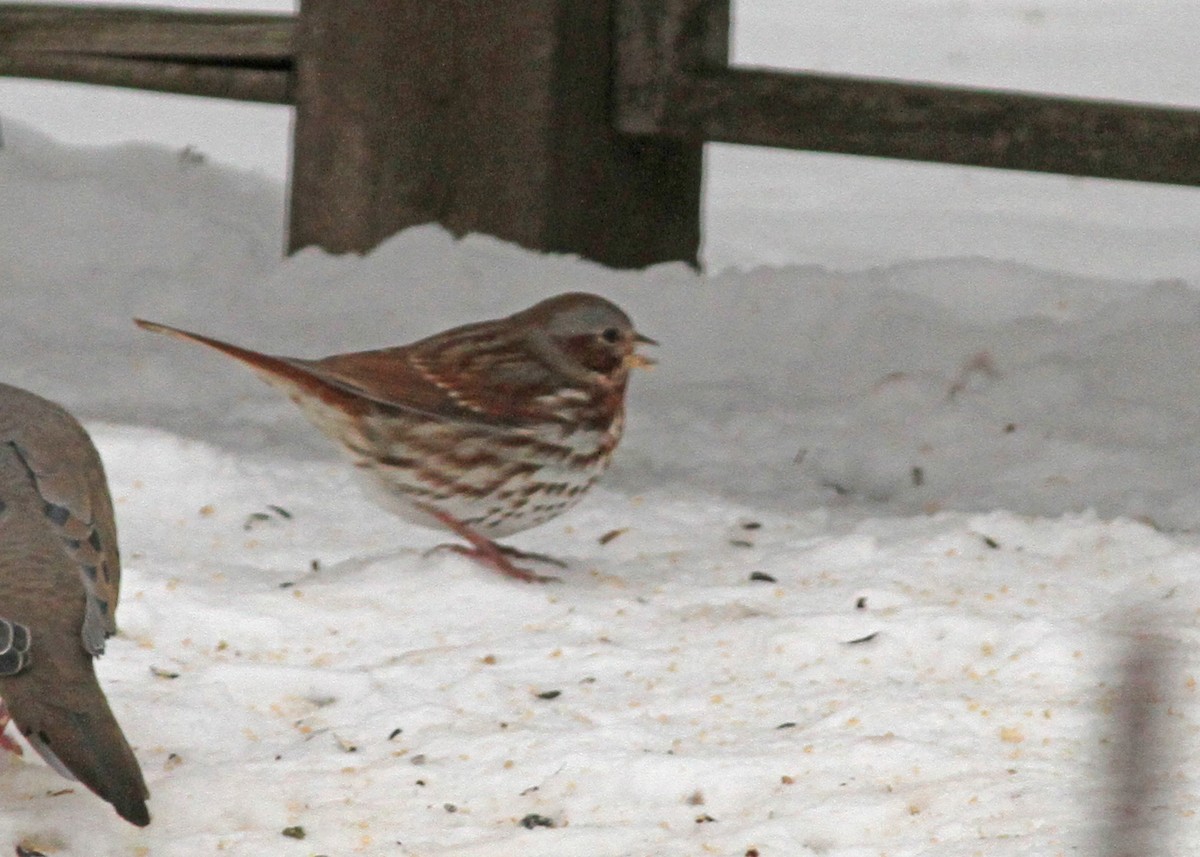 Fox Sparrow - ML615506723