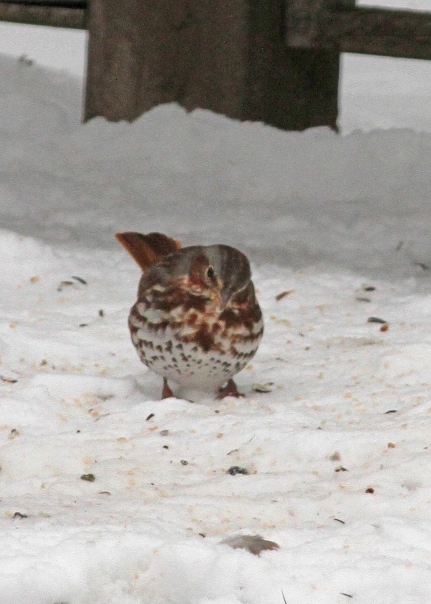 Fox Sparrow - ML615506724