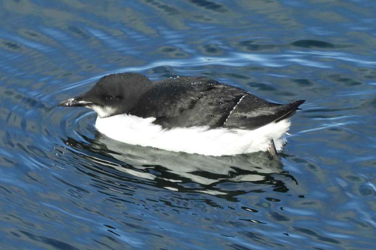 Thick-billed Murre - ML615506753