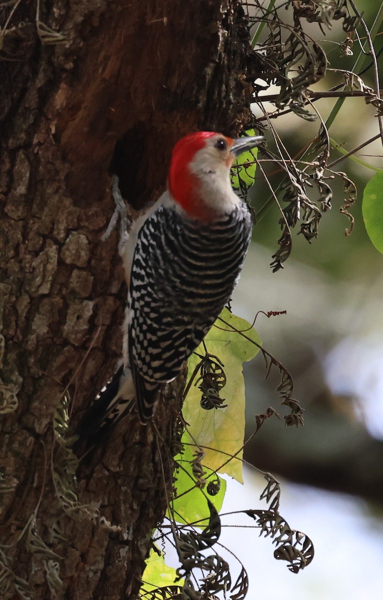 Red-bellied Woodpecker - ML615506764