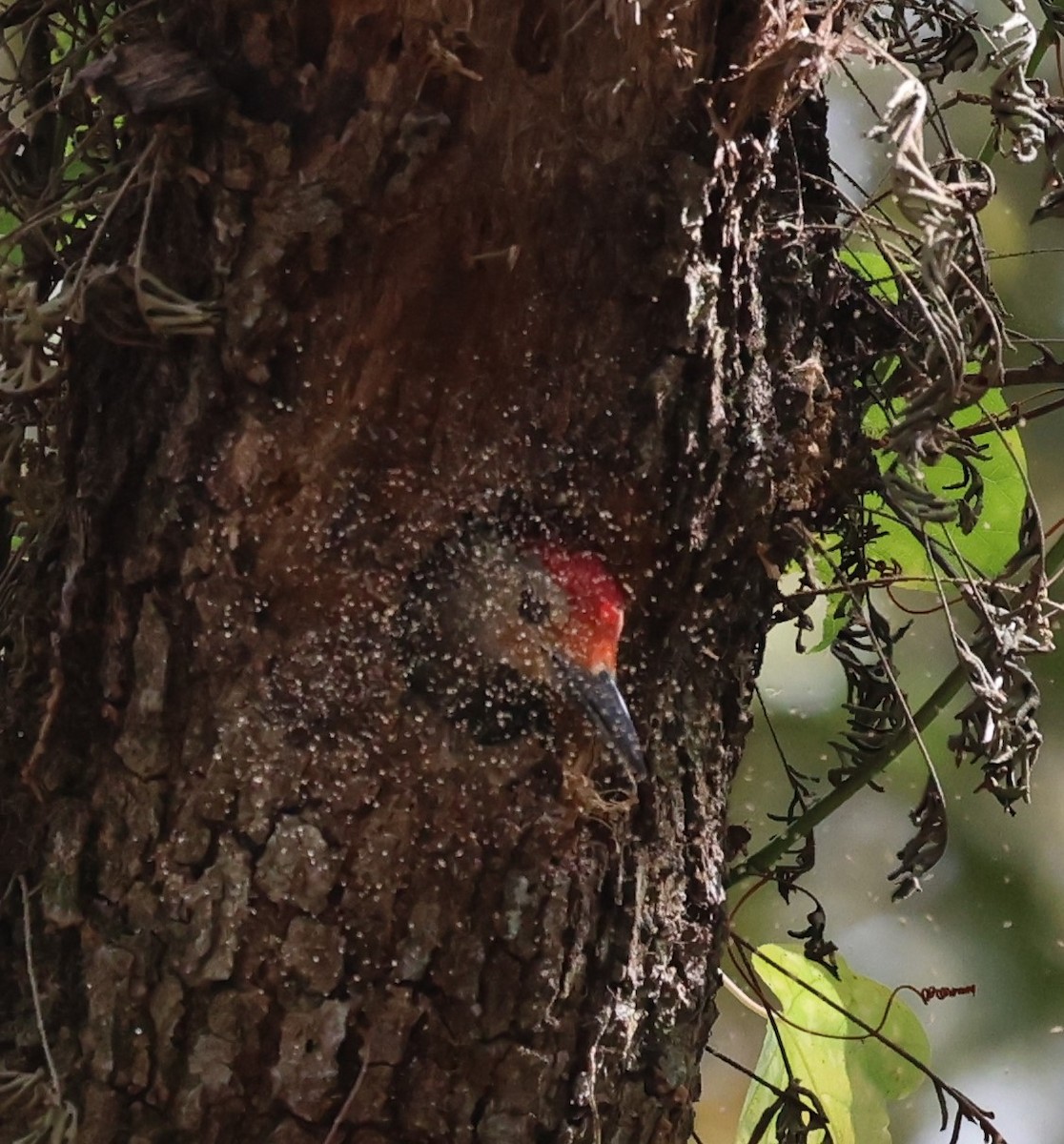 Red-bellied Woodpecker - ML615506773