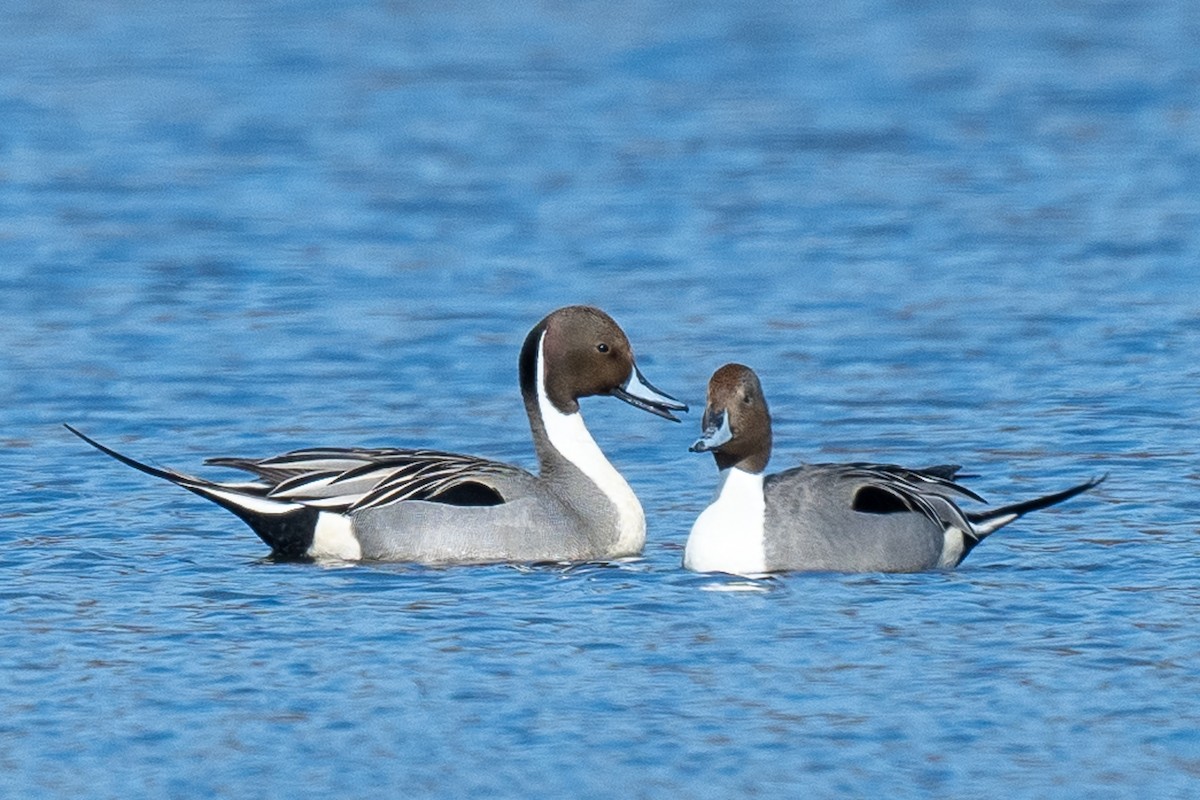 Northern Pintail - Barry Marsh