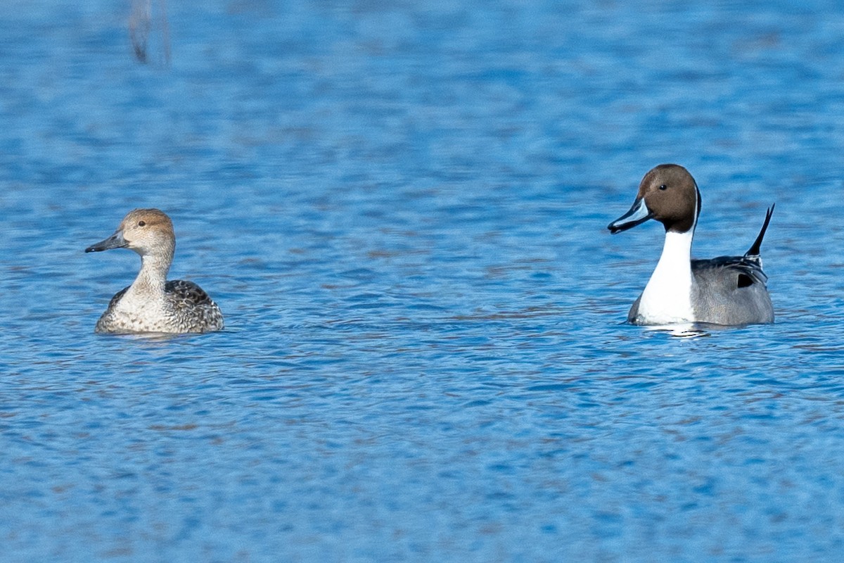 Northern Pintail - ML615506794