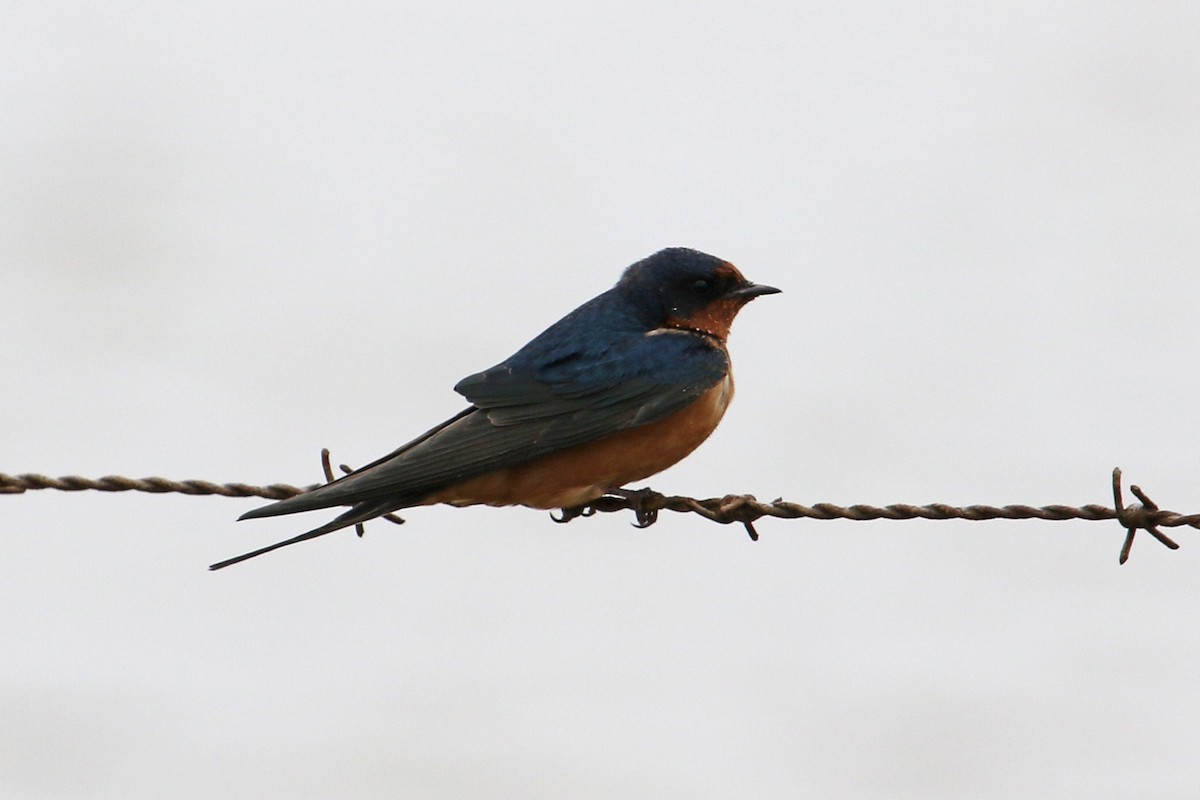 Barn Swallow - ML615506831