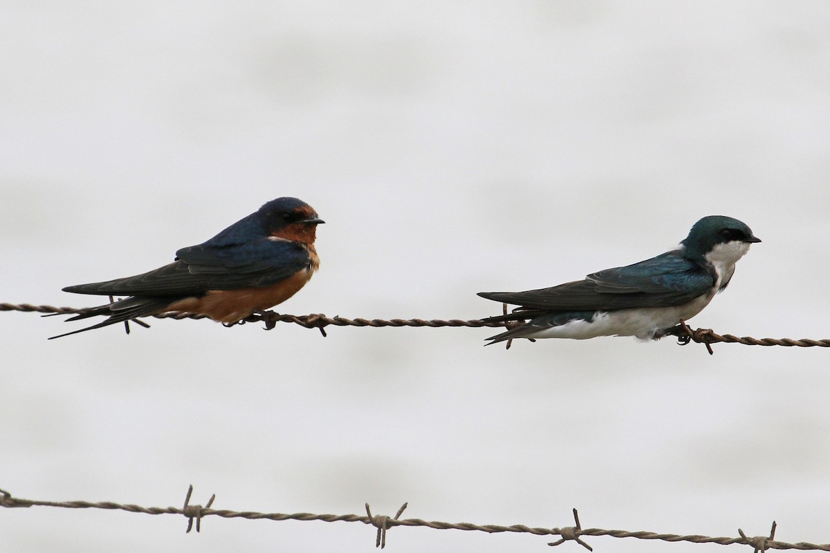 Tree Swallow - ML615506841