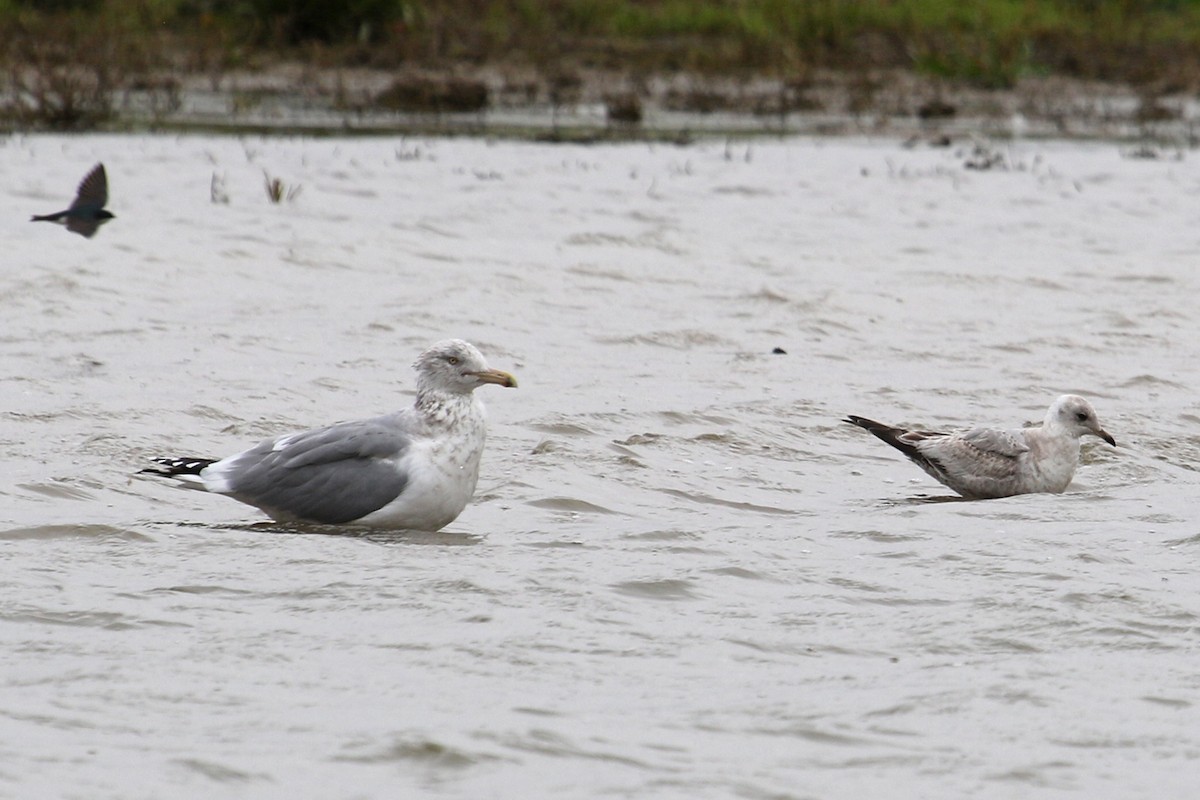 Herring Gull - Jamie Chavez