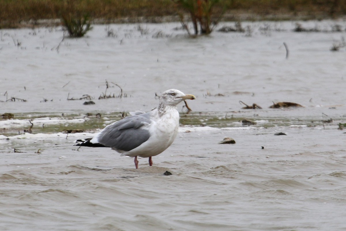 American Herring Gull - ML615506856