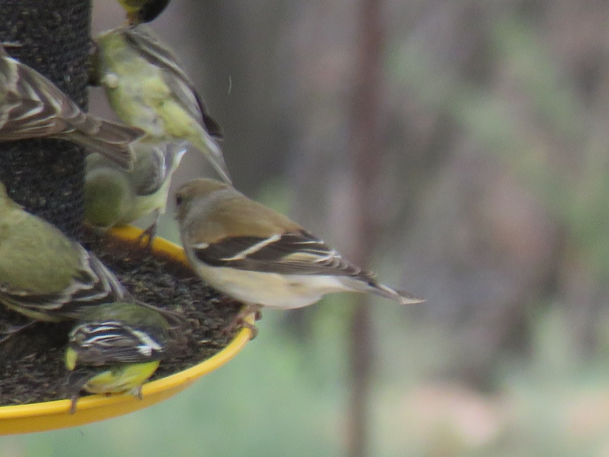 American Goldfinch - Ron Batie