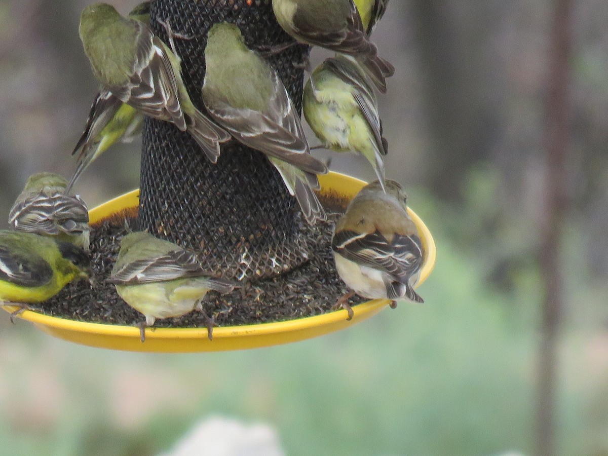 American Goldfinch - ML615506864