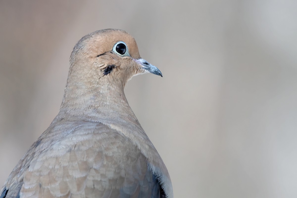 Mourning Dove - ML615506867