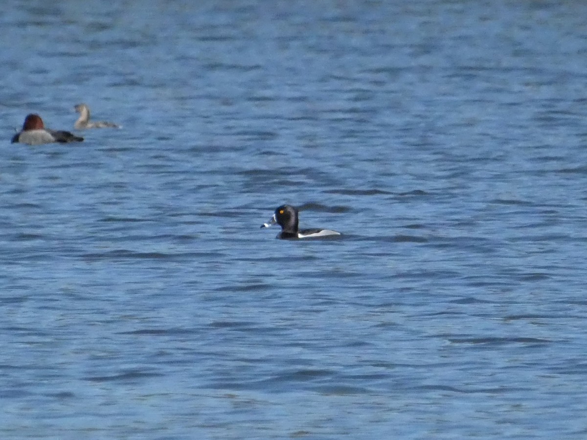 Ring-necked Duck - ML615506910