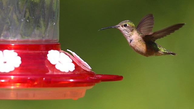 Colibrí Calíope - ML615506944