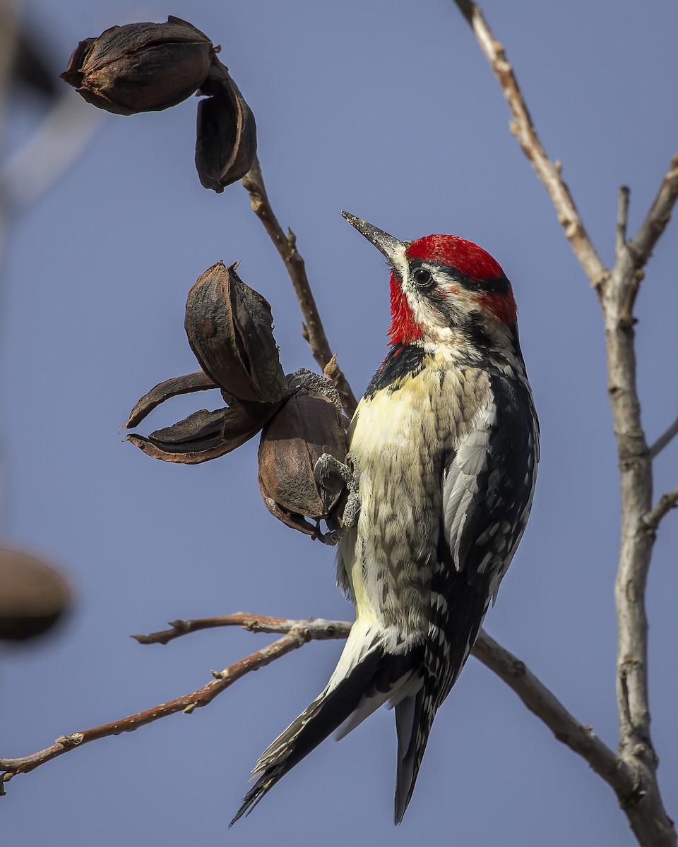 Red-naped Sapsucker - Alan Phipps