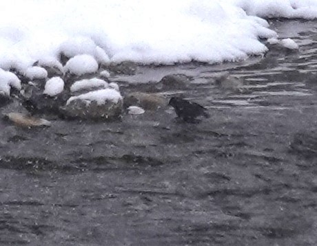 American Dipper - ML615507064