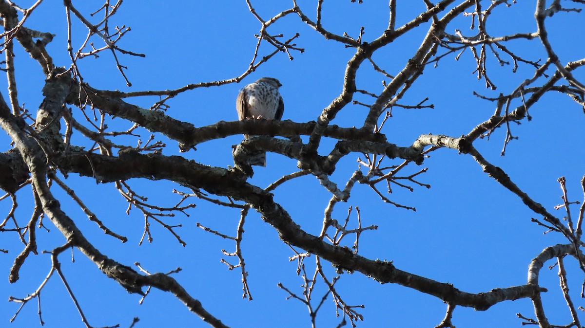 Sharp-shinned Hawk - ML615507070